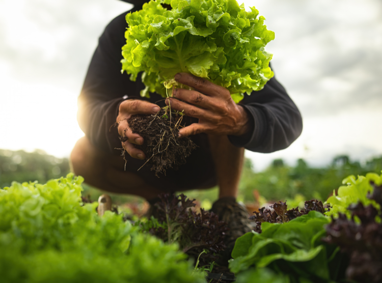 FSMA Lettuce Farming