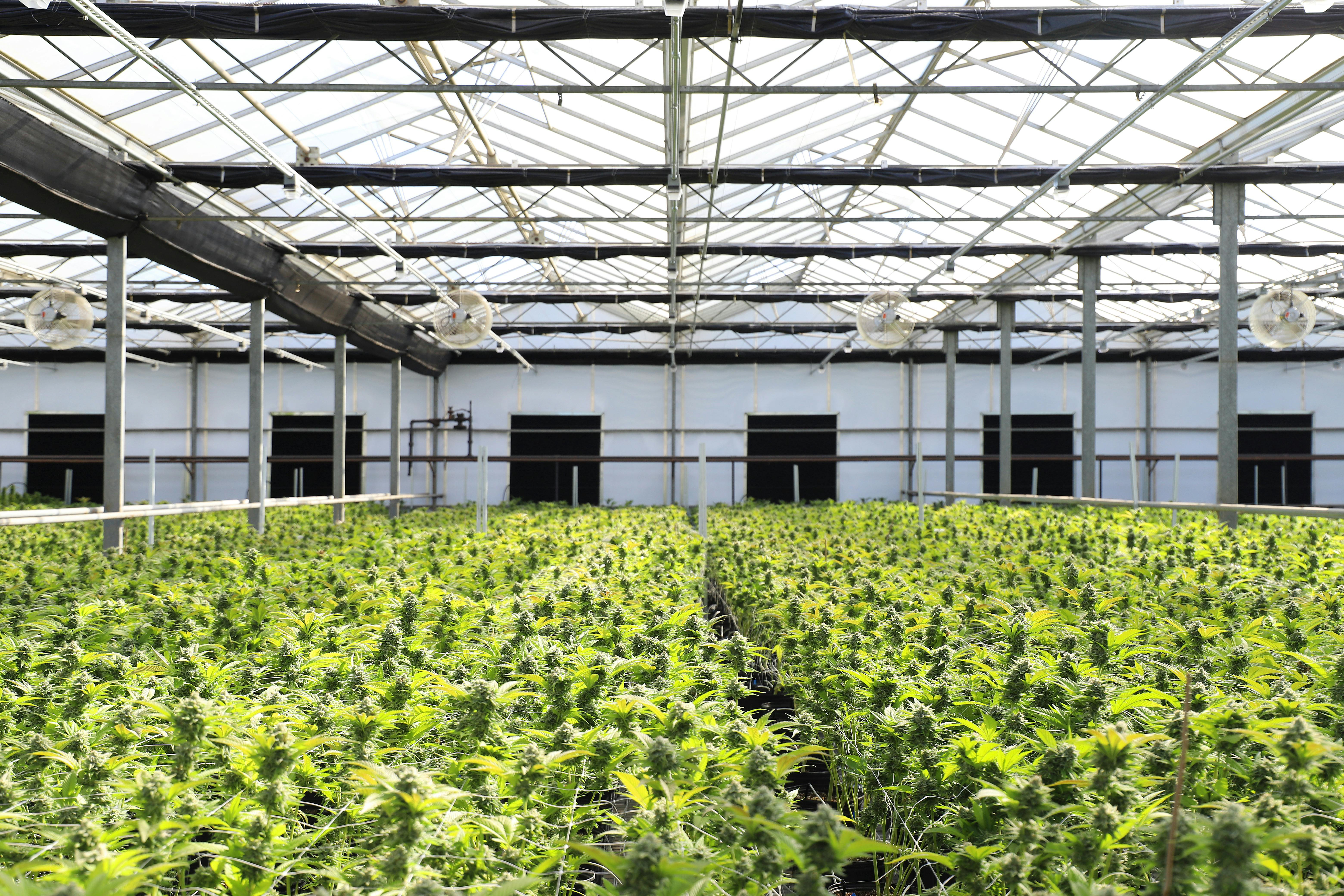 leading-hvac-innovator-launches-environmental-monitoring-solution-aimed-at-marijuana-industry