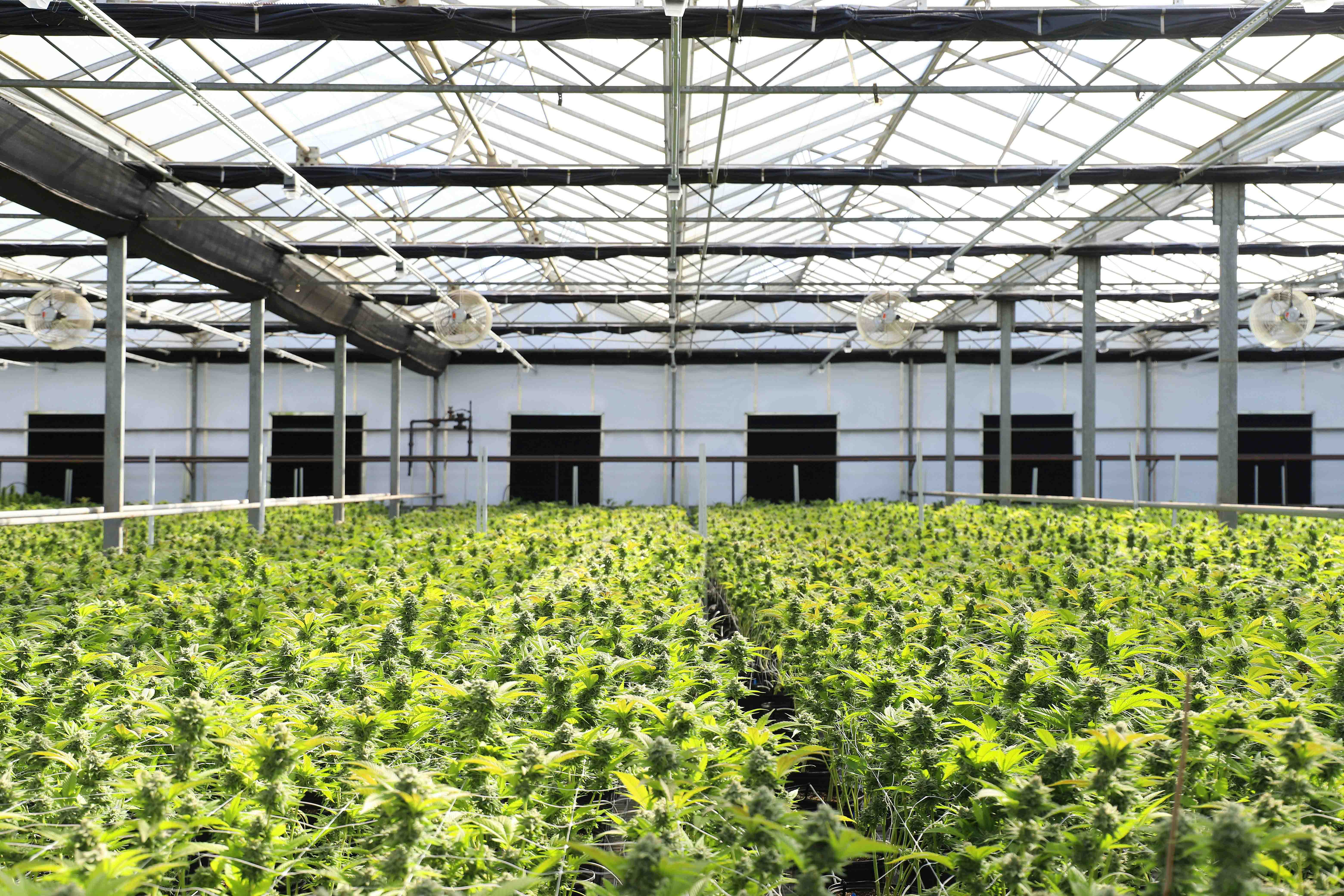 leading-hvac-innovator-launches-environmental-monitoring-solution-aimed-at-marijuana-industry